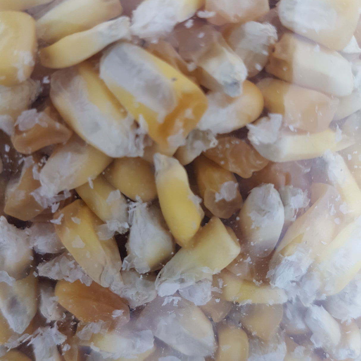 Maiz Chulpi 500 g - EL PLEBEYO