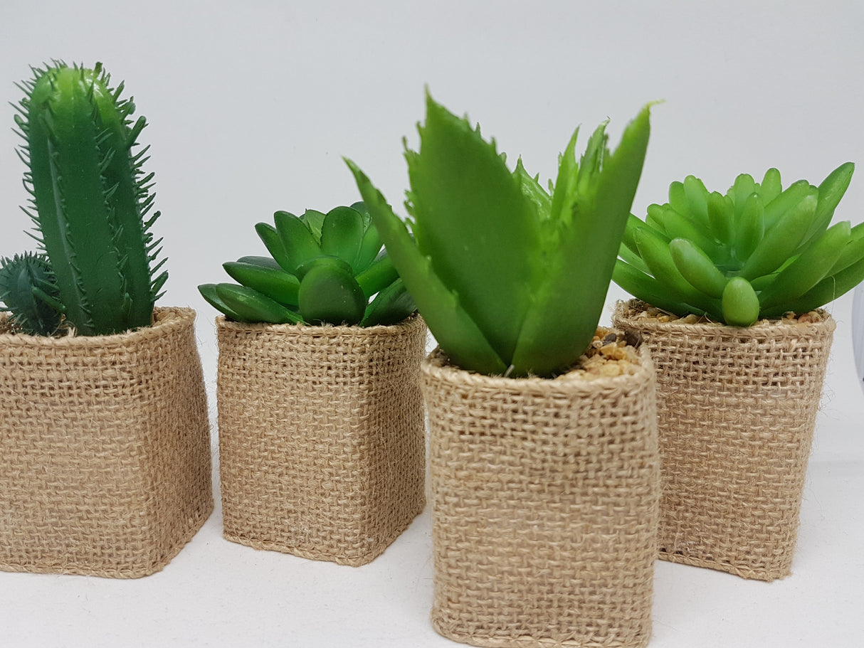 Cactus Yute